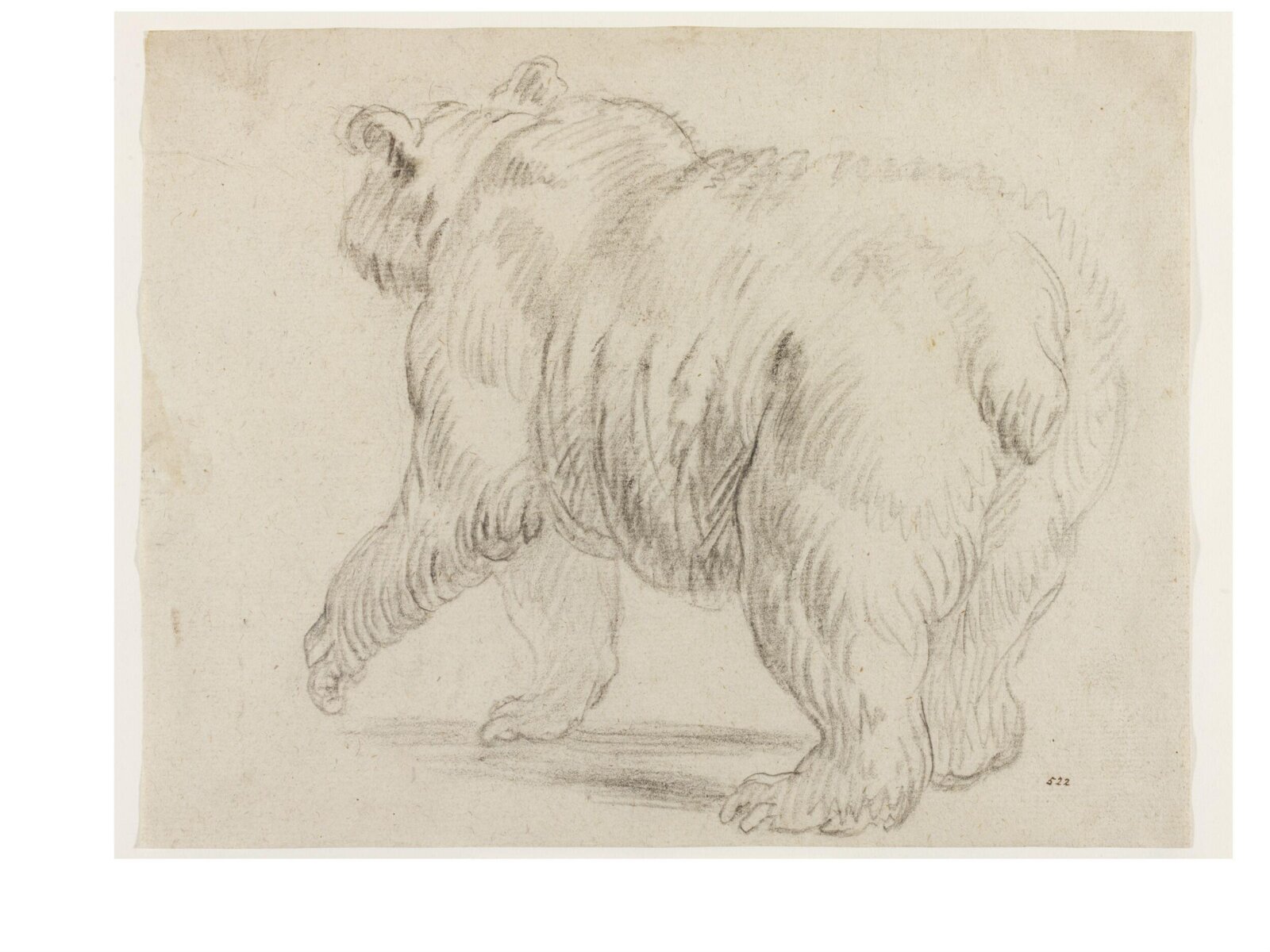 A Walking Bear Seen from Behind