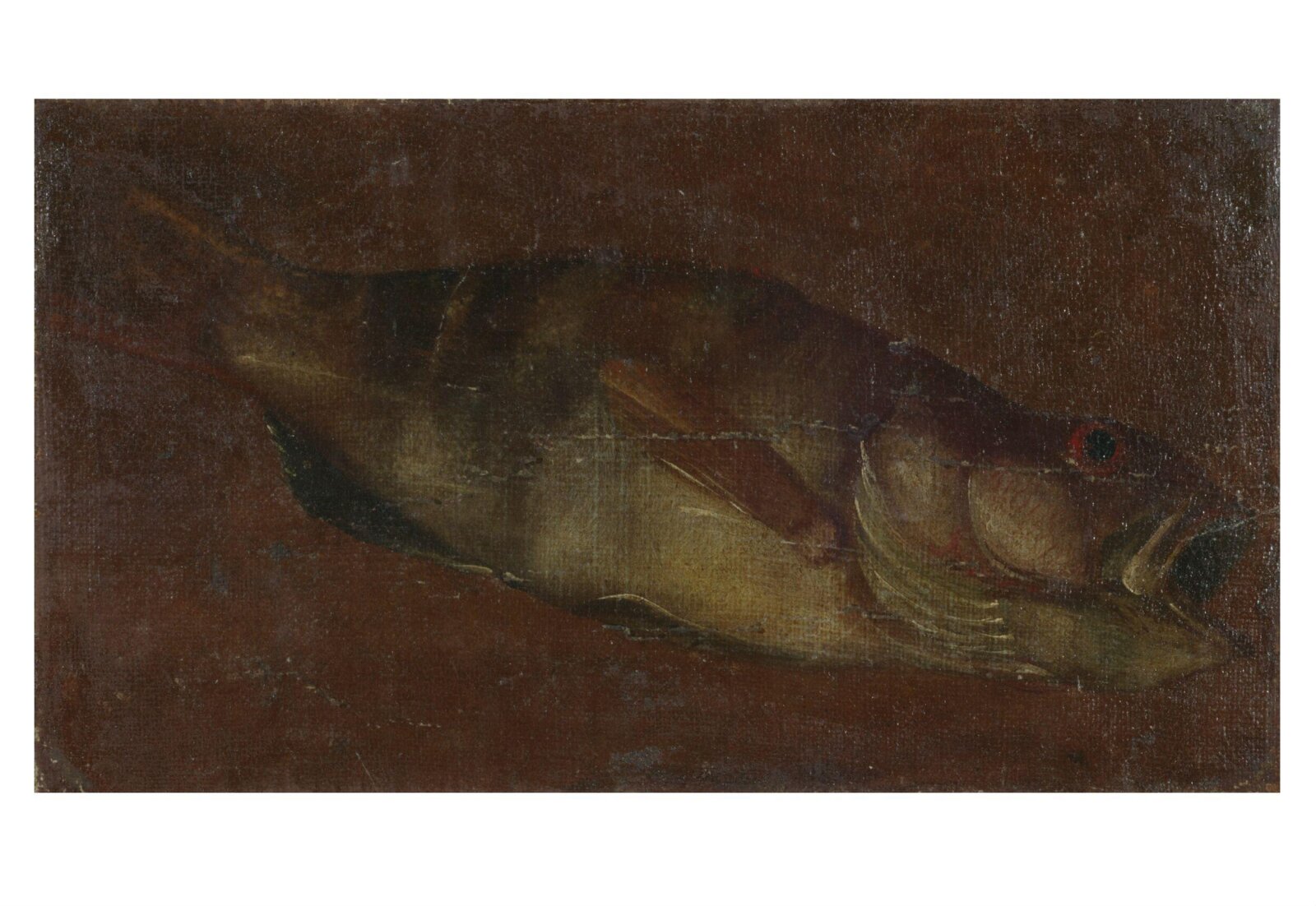 Study of a Fish, Luca Carlevarijs, ca. 1700-ca. 1710