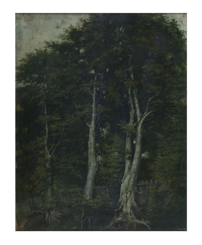 Beech Trees