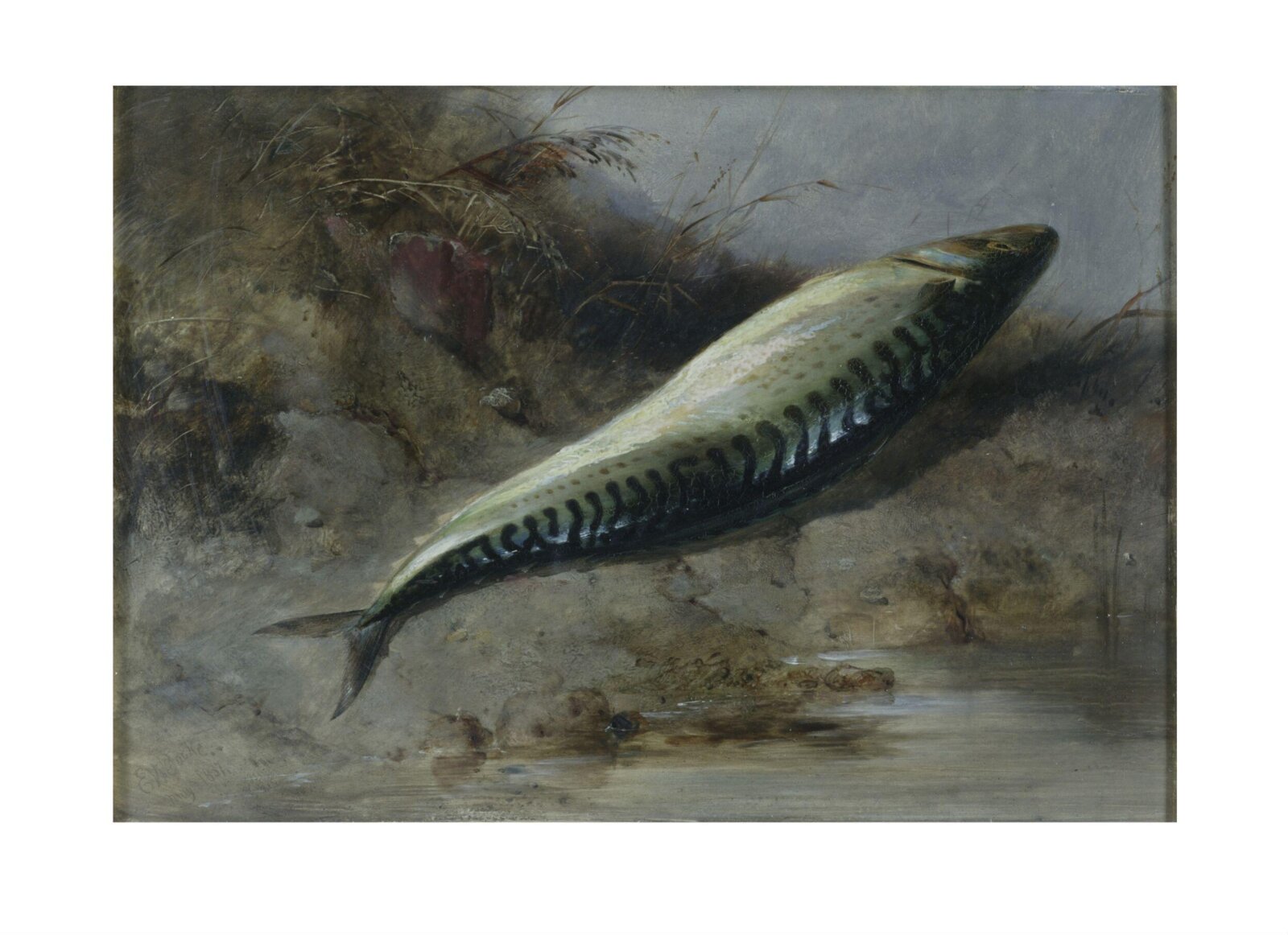 A Mackerel on the Seashore, Edward William Cooke, 1837