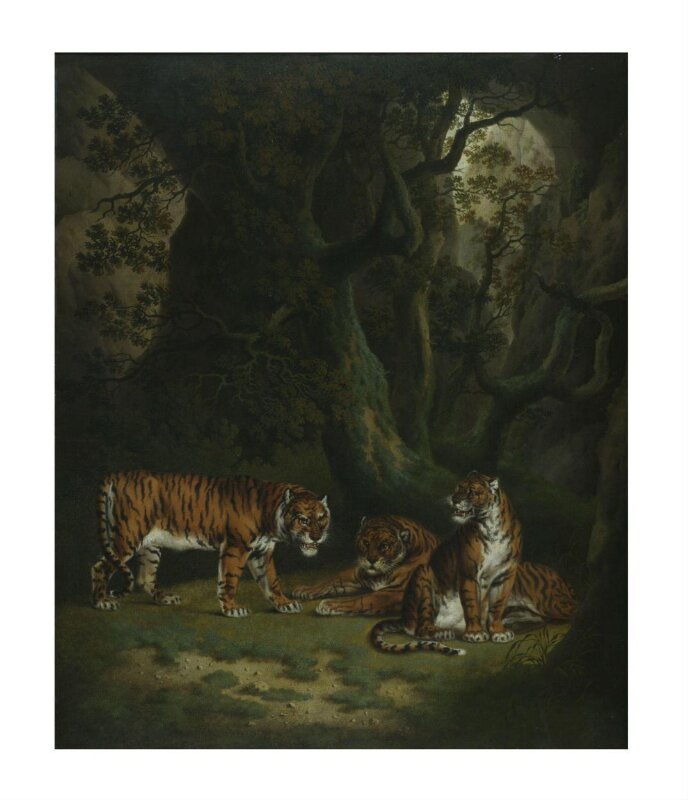 Tigers in a Jungle