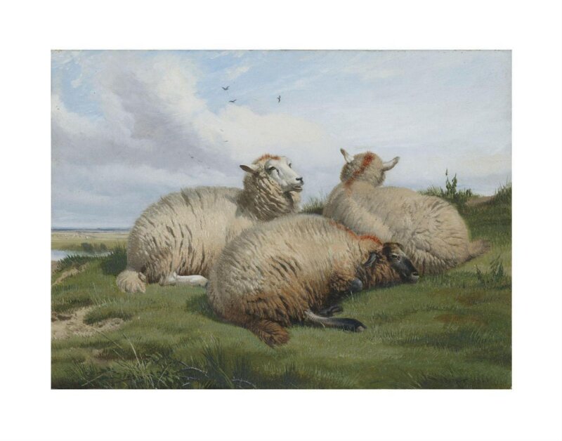 Sheep