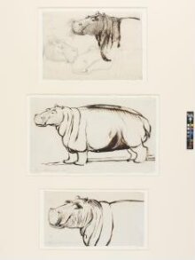 Studies of a Hippopotamus, one head and shoulders and two heads thumbnail 1