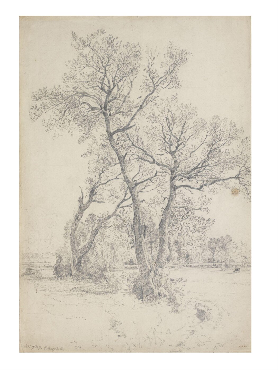 Constable, John (RA), Trees at East Bergholt