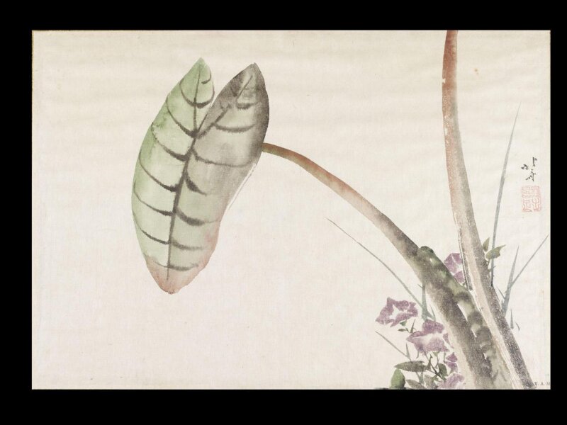 Taro Potato Leaf and Bellflowers