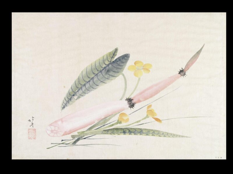 Lotus Root and Spatterdocks