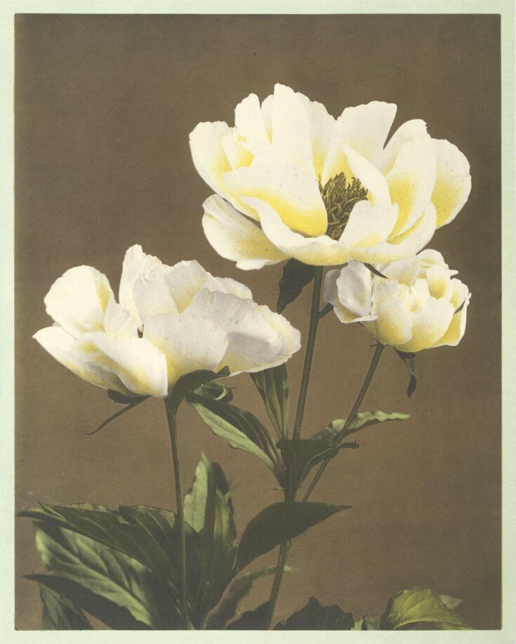 Some Japanese Flowers image