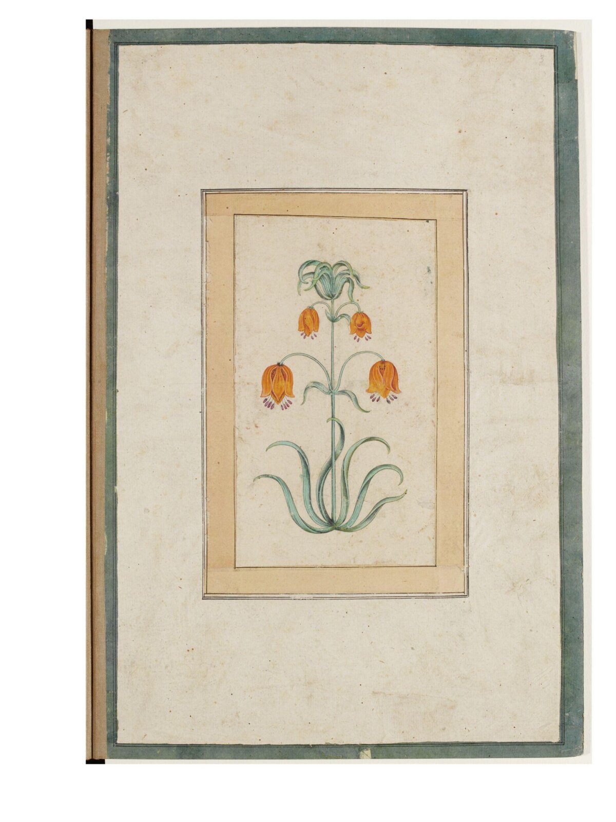 a flowering plant., 18th century
