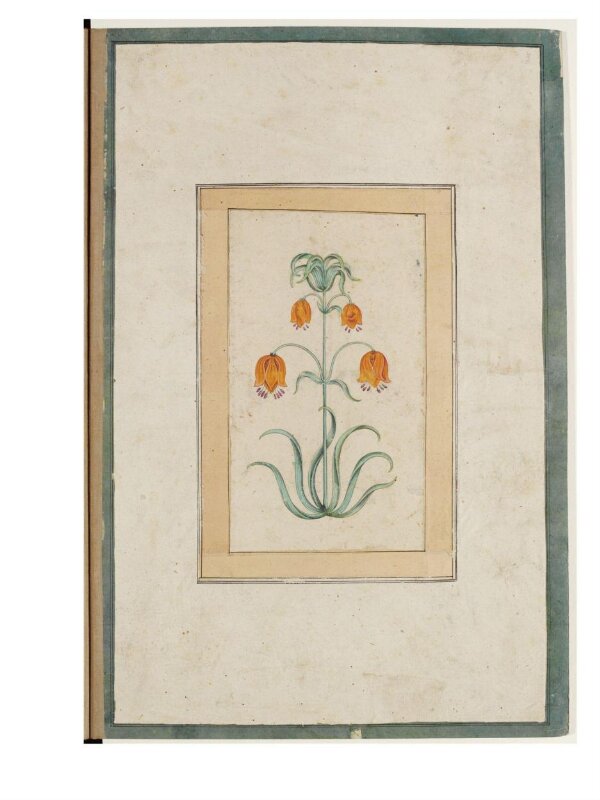 a flowering plant.