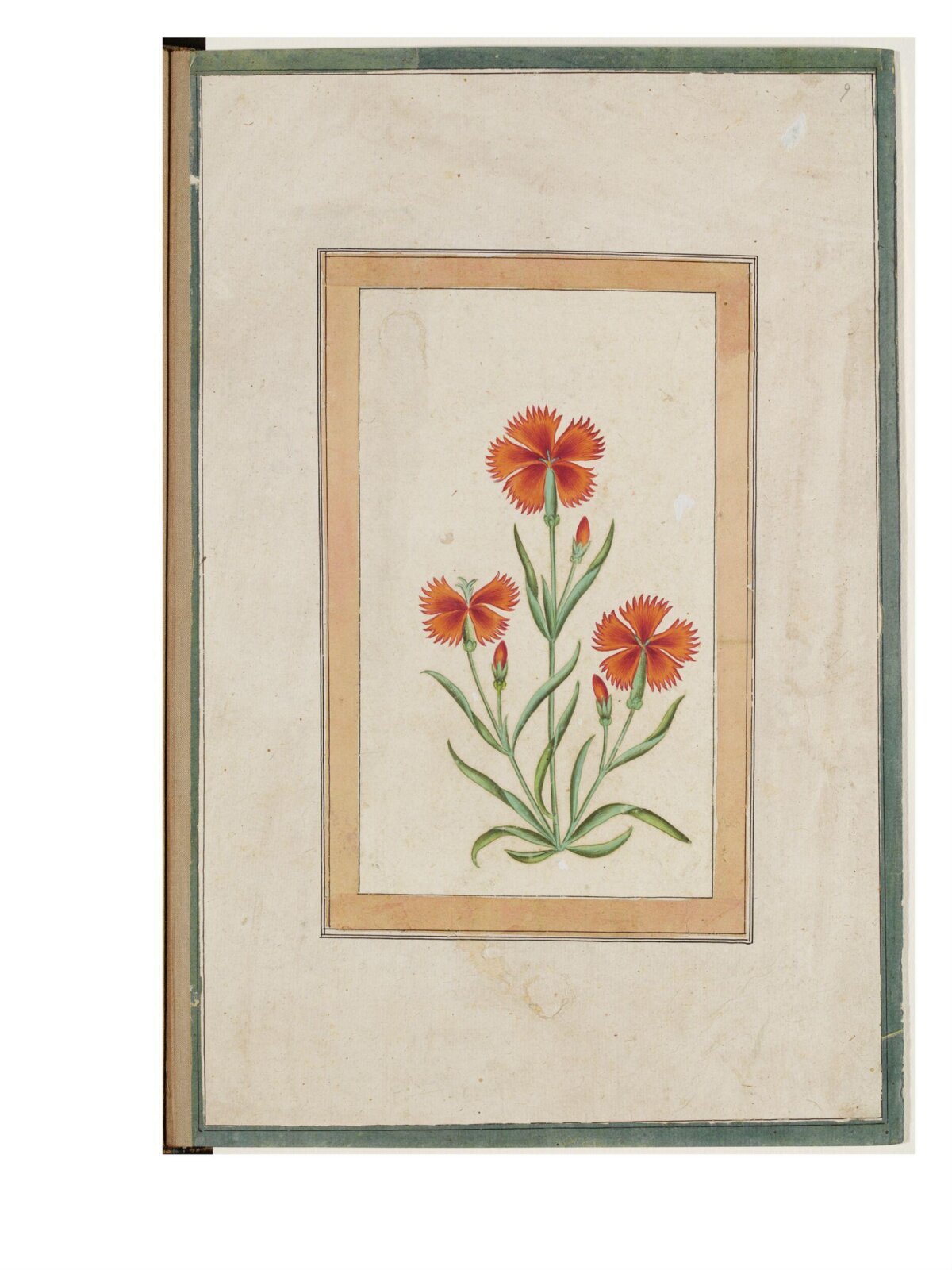 study of a carnation plant, first half of the 18th century