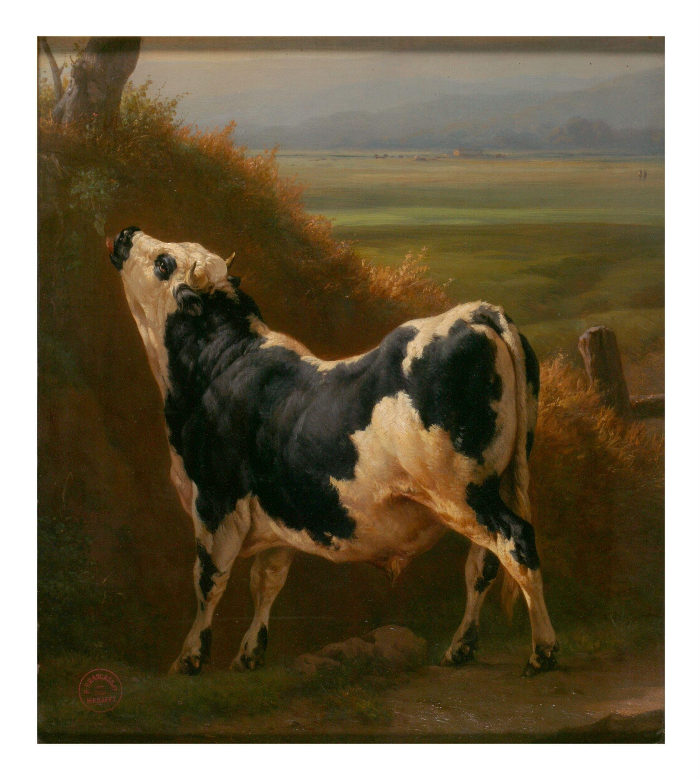A Bull in a Normandy Pasture