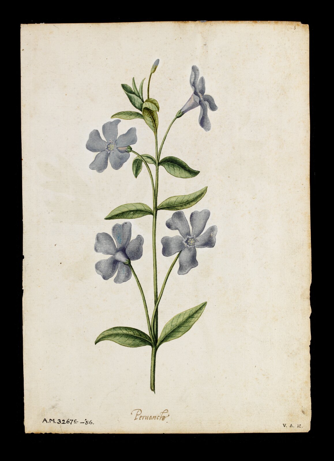 Periwinkle; Peony, Jacques Le Moyne de Morgues, ca.1560-1575