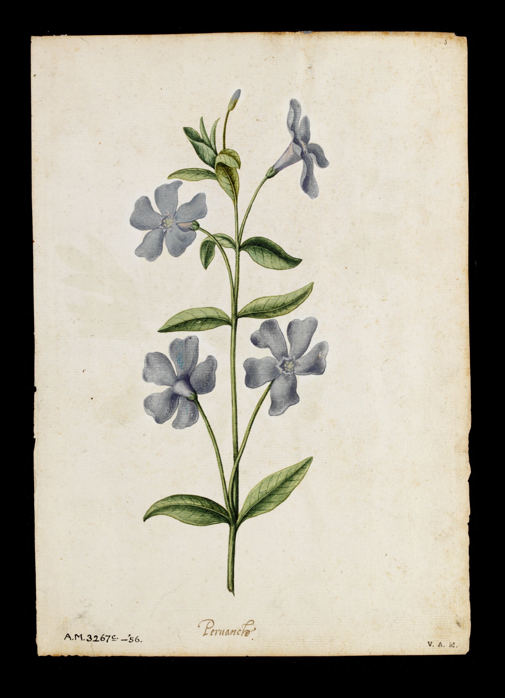 Periwinkle; Peony, Jacques Le Moyne de Morgues, ca.1560-1575