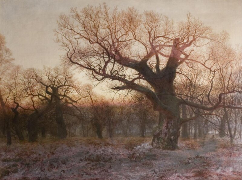 In Sherwood Forest, Nottinghamshire: winter evening after rain