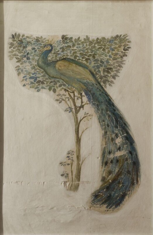 A Peacock