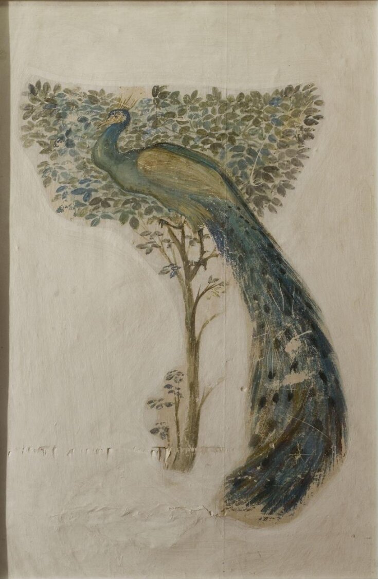 A Peacock top image