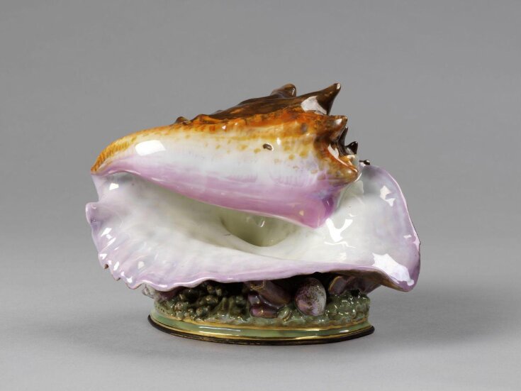 Conch Shell top image