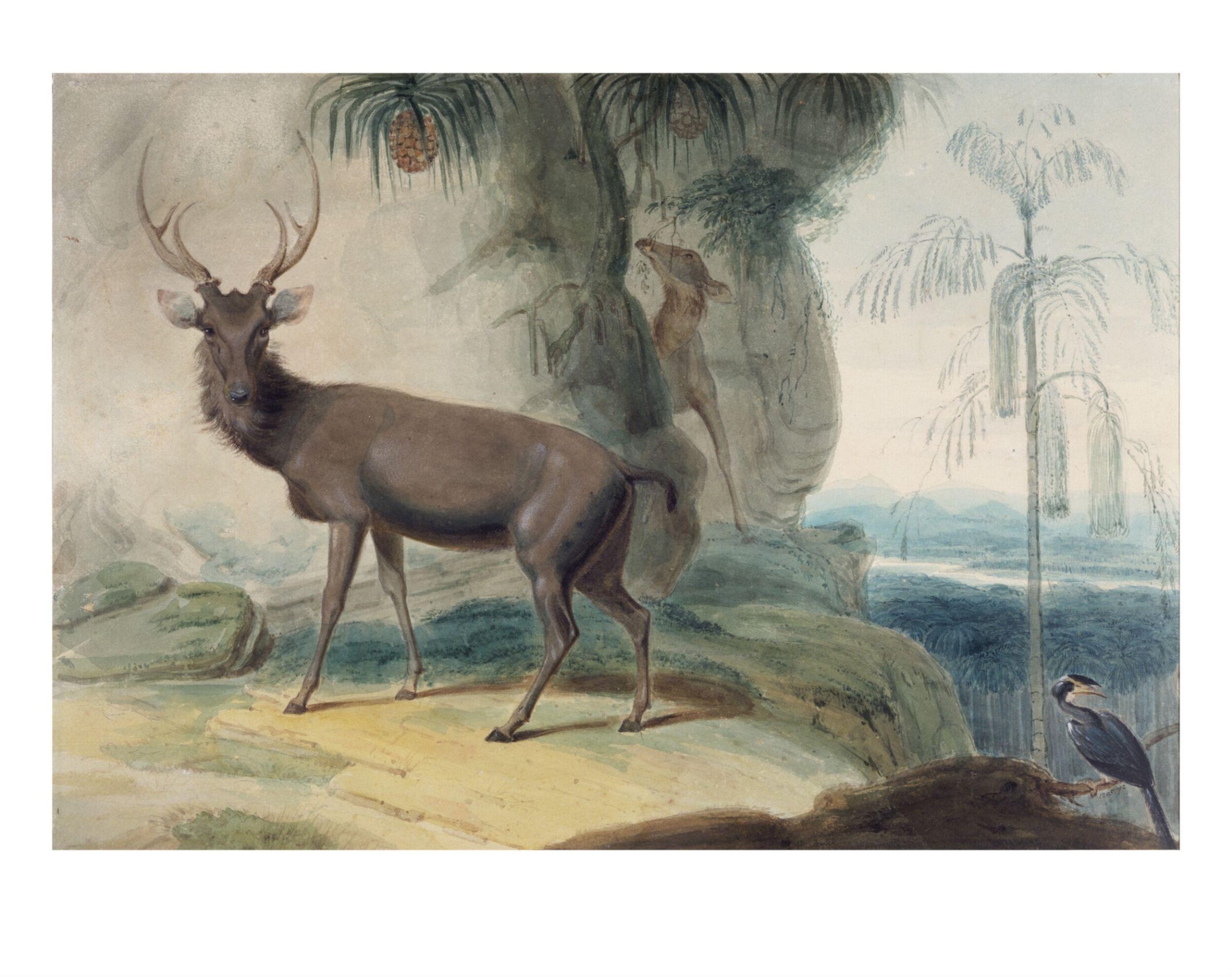 Elks (Gona), wild pineapple, caryota palm and rhinoceros bird, Samuel Daniell, 1790-1811