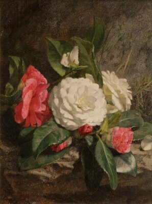 Group of Camellias