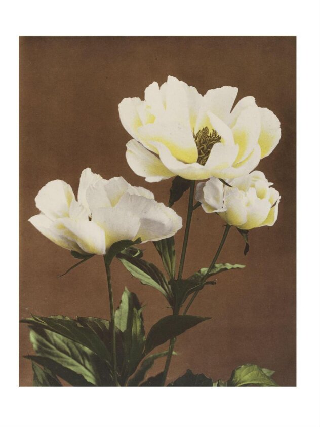 Some Japanese Flowers (ca. 1894) by Kazumasa Ogawa