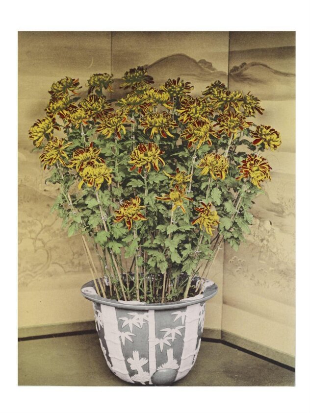 Some Japanese Flowers (ca. 1894) by Kazumasa Ogawa