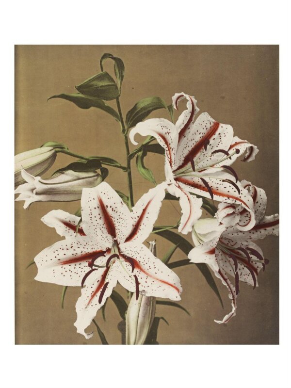 原画　『flower, s.』 Kawarazaki SHÔDÔ (1869 - 1973)