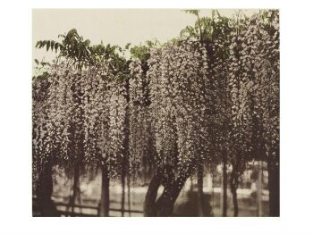 Some Japanese Flowers