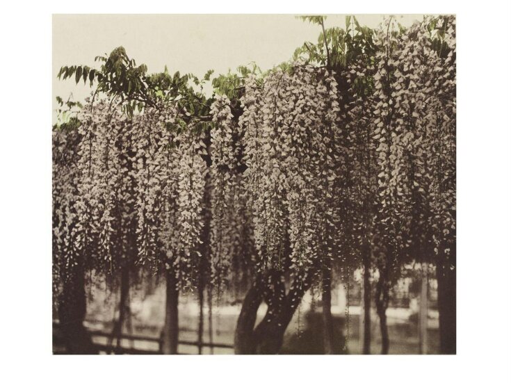 Some Japanese Flowers top image