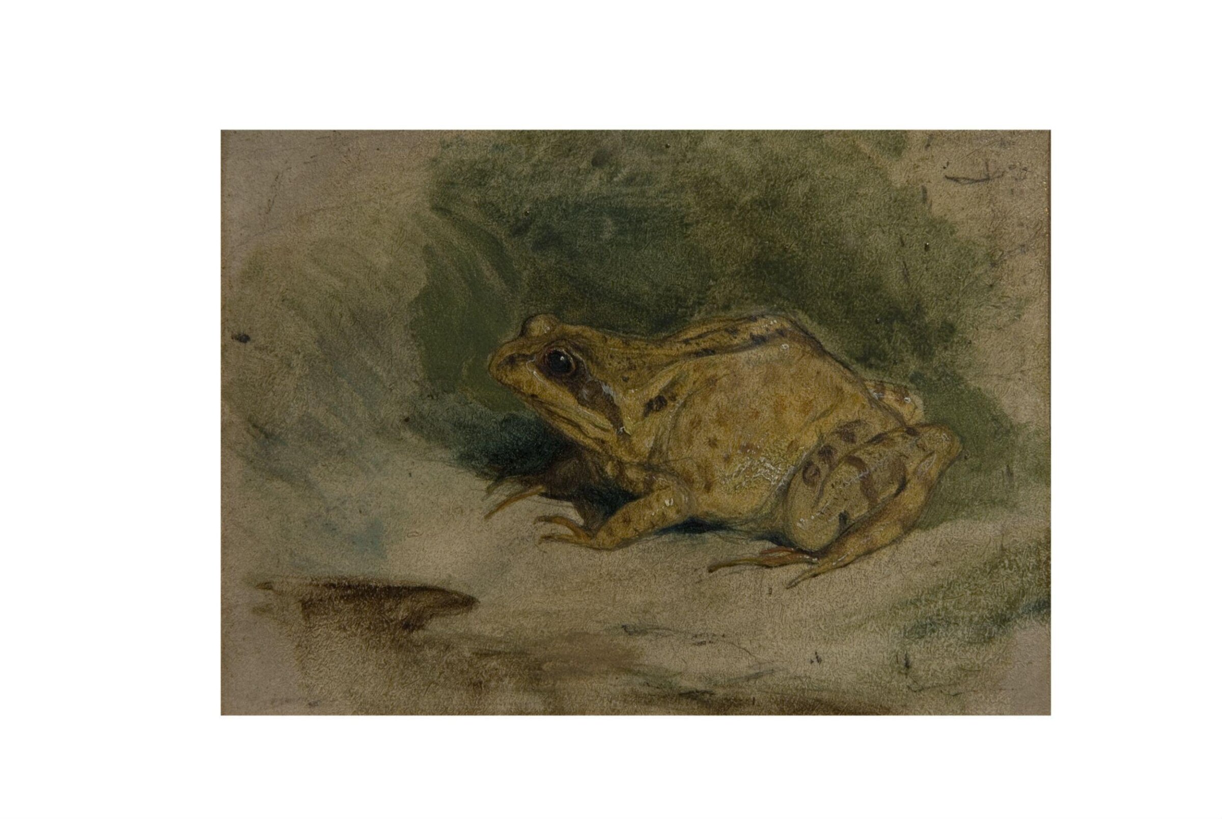 Study of a Frog, Edwin Henry Landseer, mid 19th century