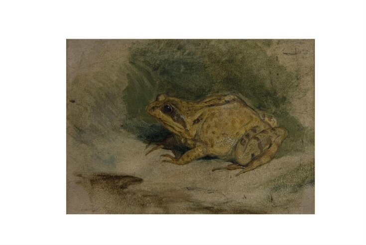 Study of a Frog top image