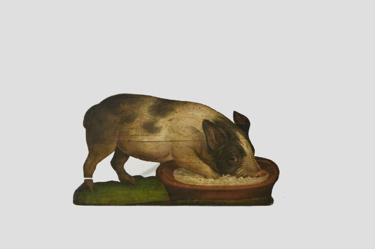 Pig Feeding from a Bowl top image