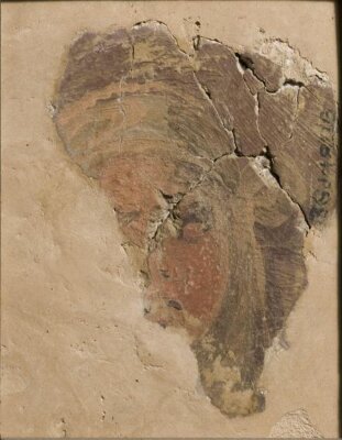 Small Fragment of a Head (fragment of wall decoration), Giovanni da Udine, mid 16th century