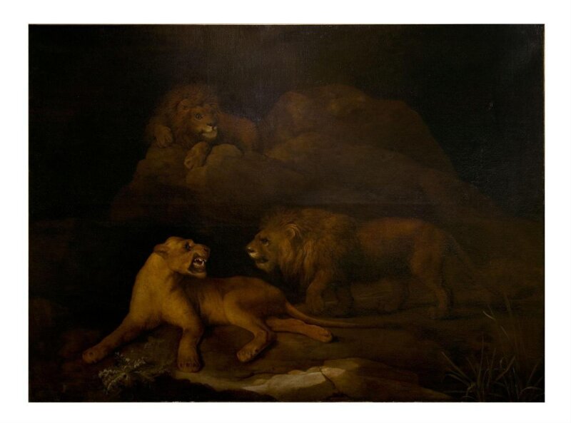 Lions and lioness: rocky background