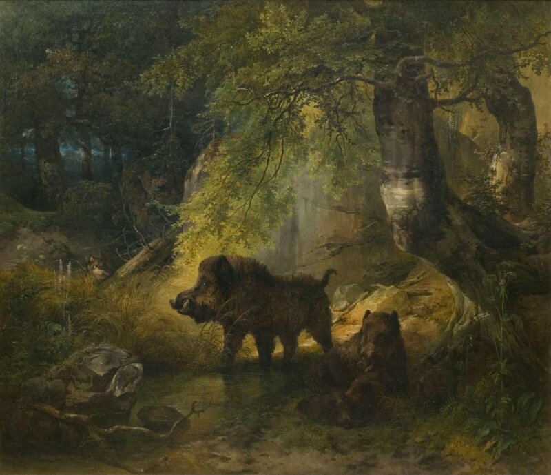 Wild boars and wolf