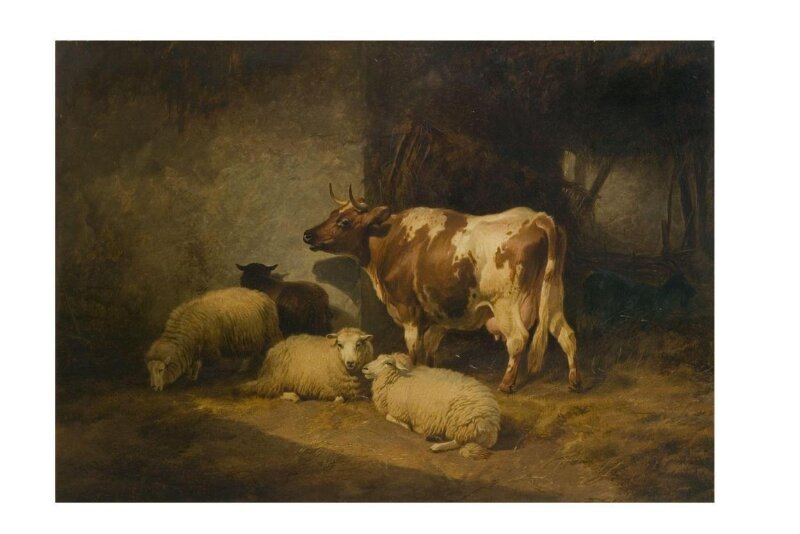 Cow and sheep