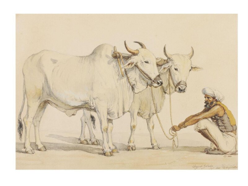 Two harnessed bullocks from Gujarat with their keeper