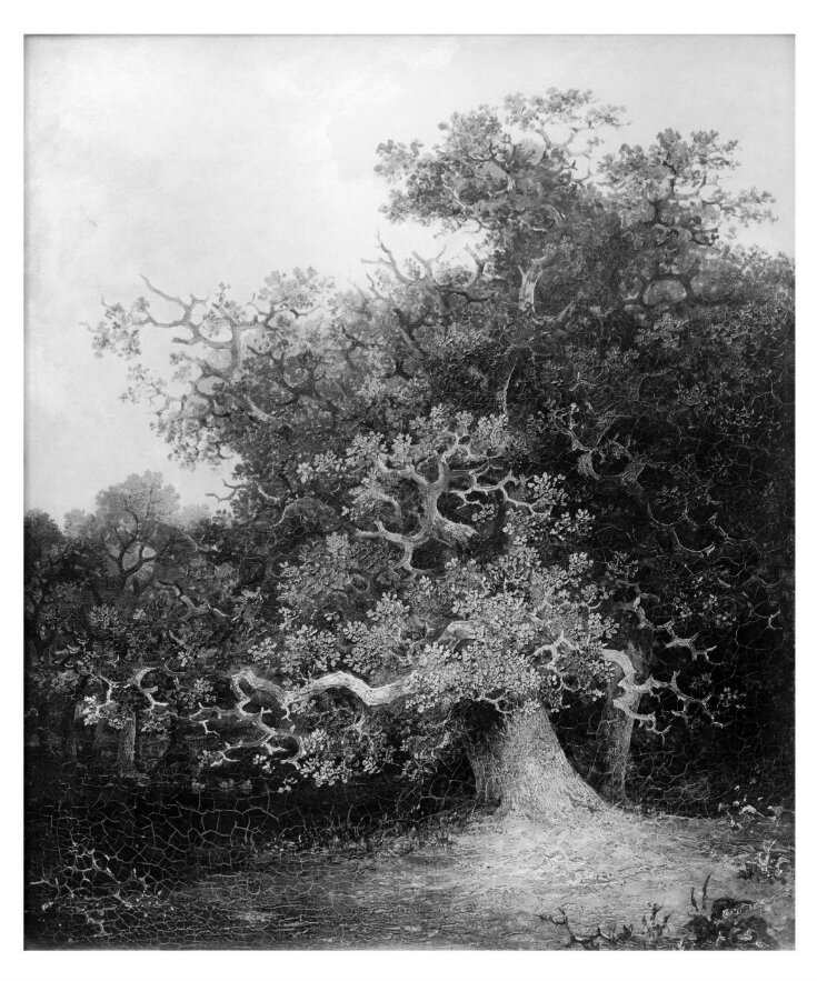 Forest scene with oak trees top image