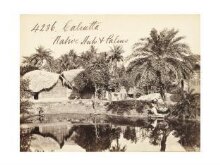 Calcutta.  Native Huts & Palms thumbnail 1