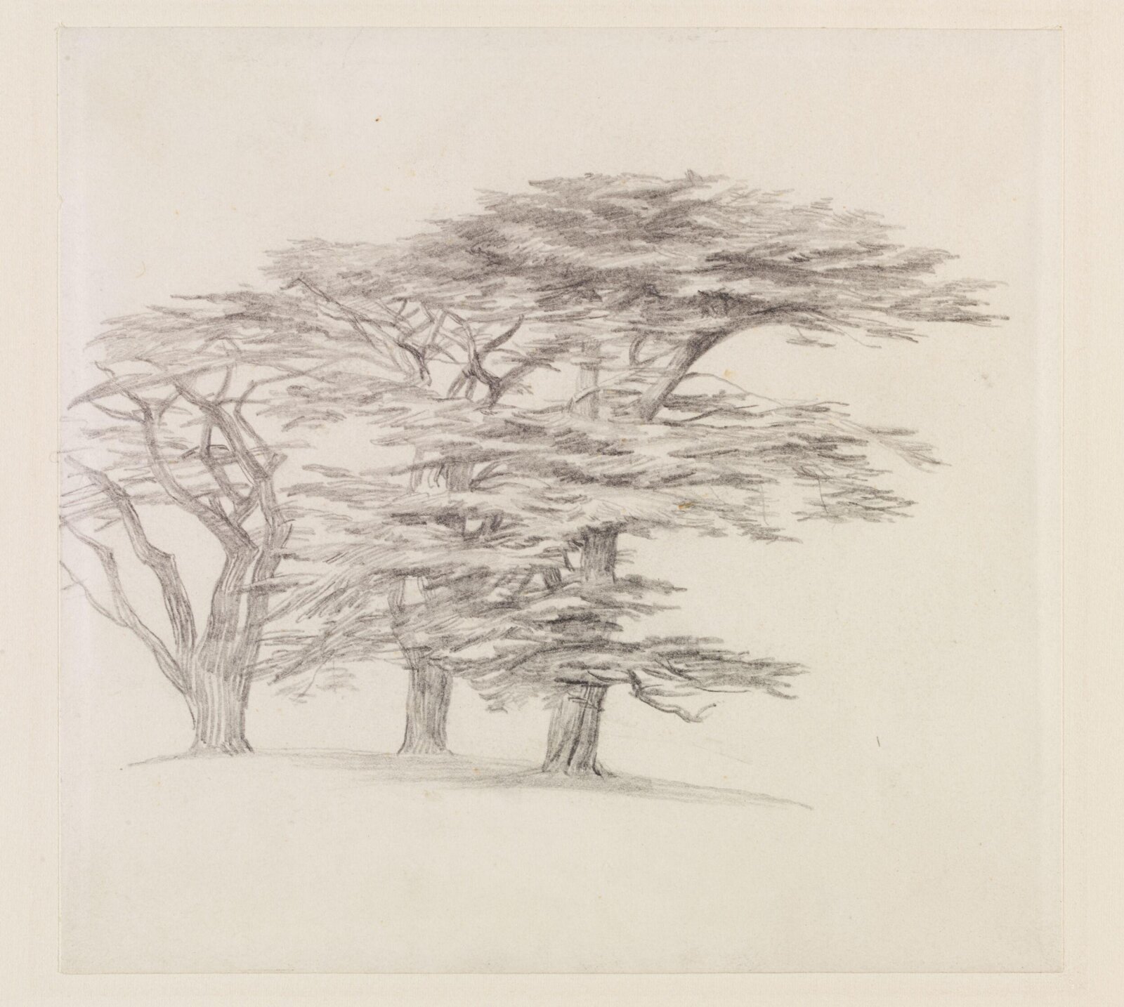 Cedar trees, Edward Lear, 1858-1860