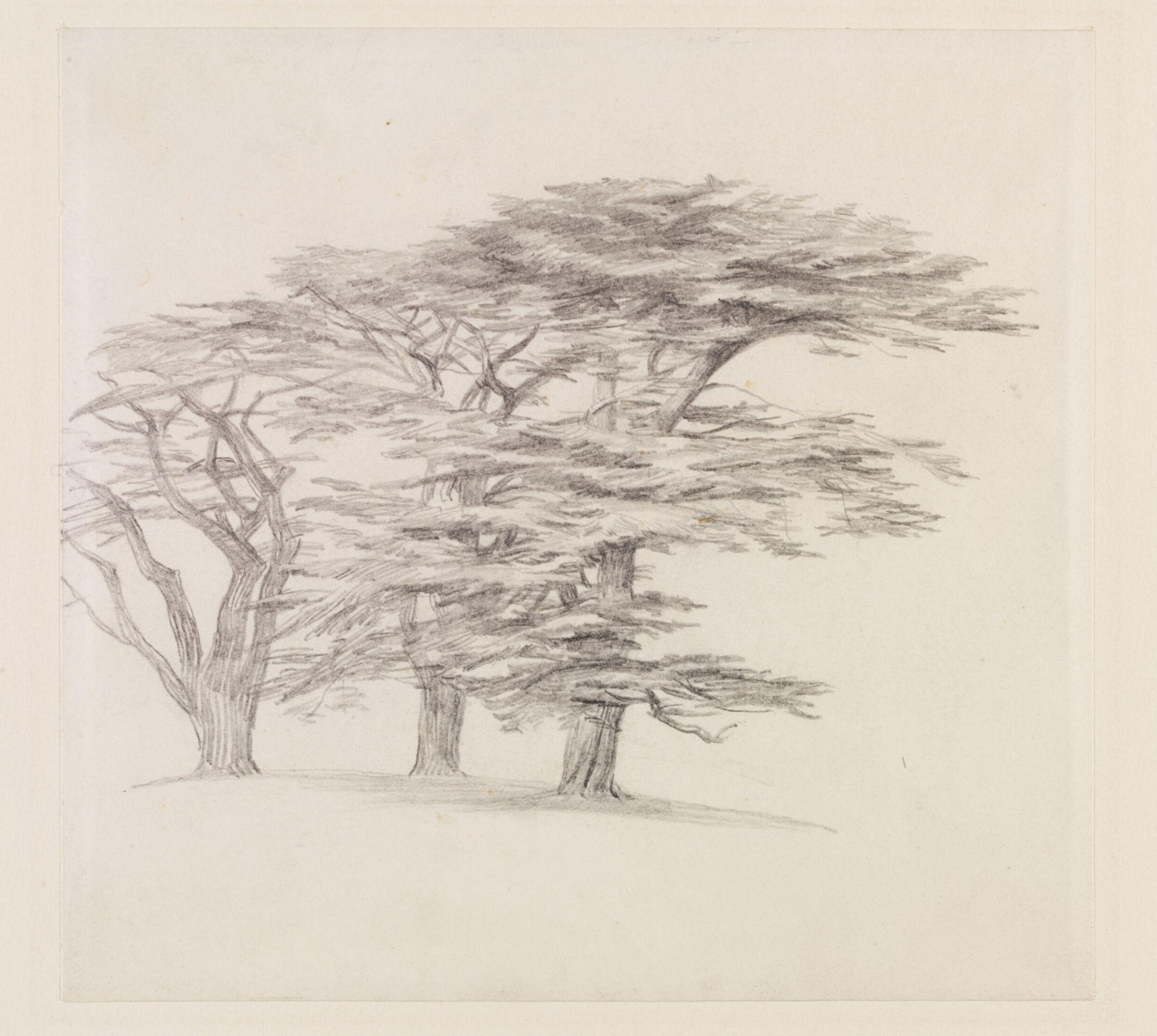 Cedar trees, Edward Lear, 1858-1860