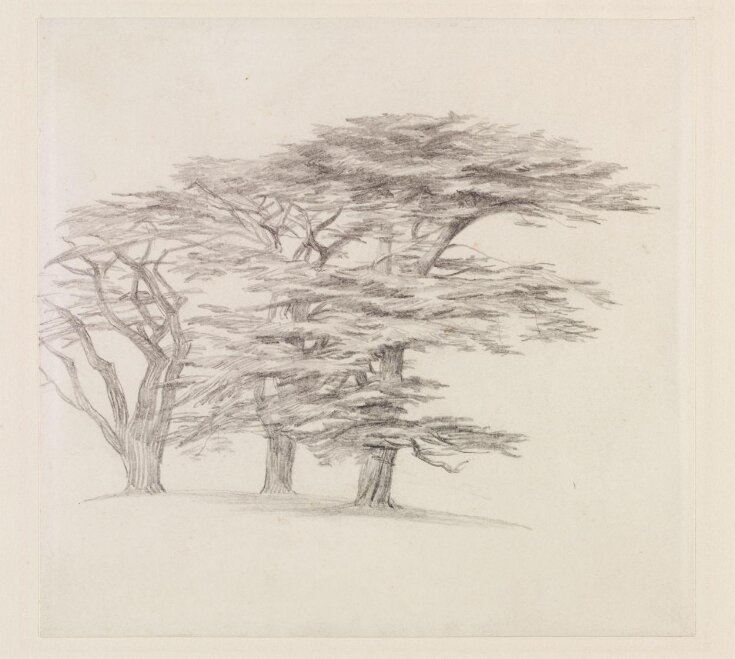 Cedar Tree Ledger Drawing, Southern Arapaho - Donald Ellis Gallery