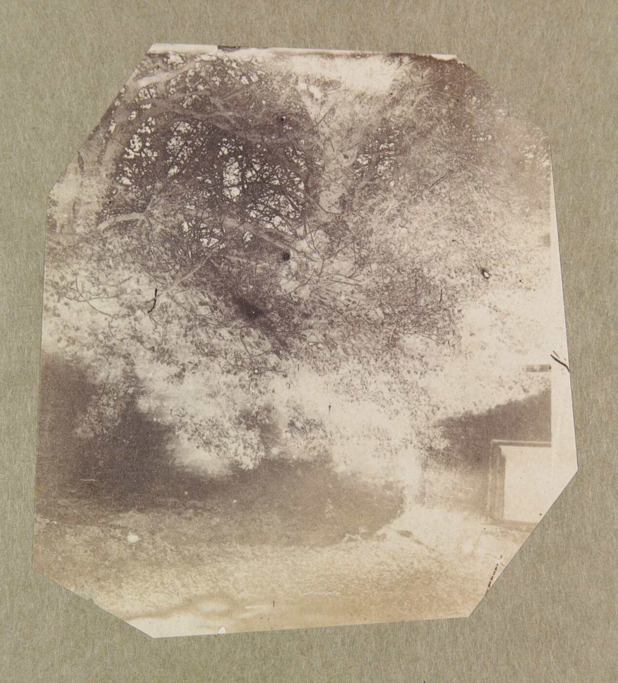 Clementina, Lady Hawarden, Photograph
