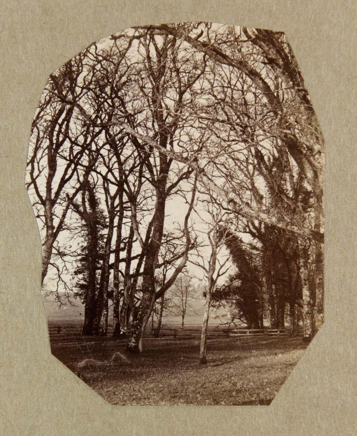 Clementina, Lady Hawarden, Photograph