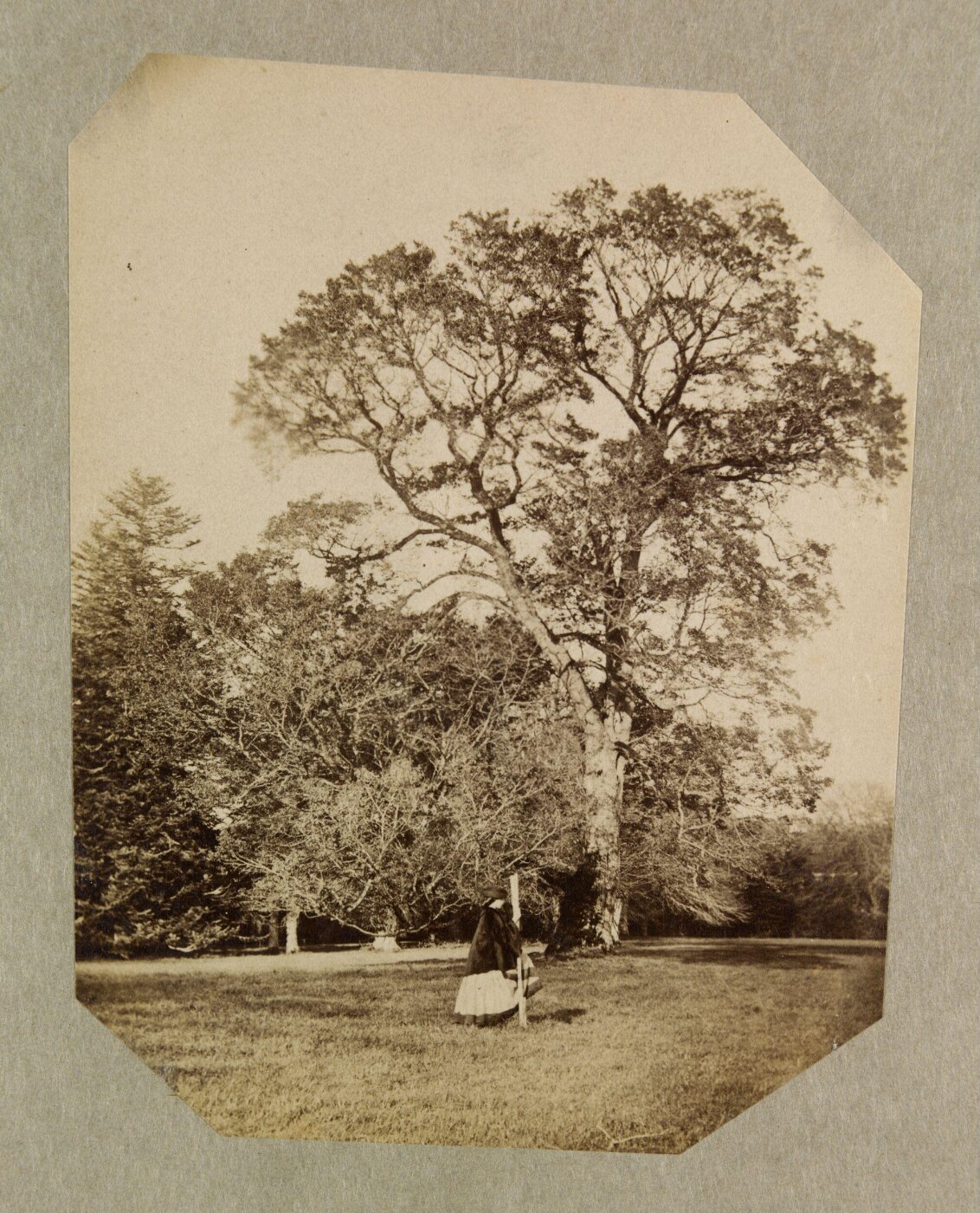 Clementina, Lady Hawarden, Photograph