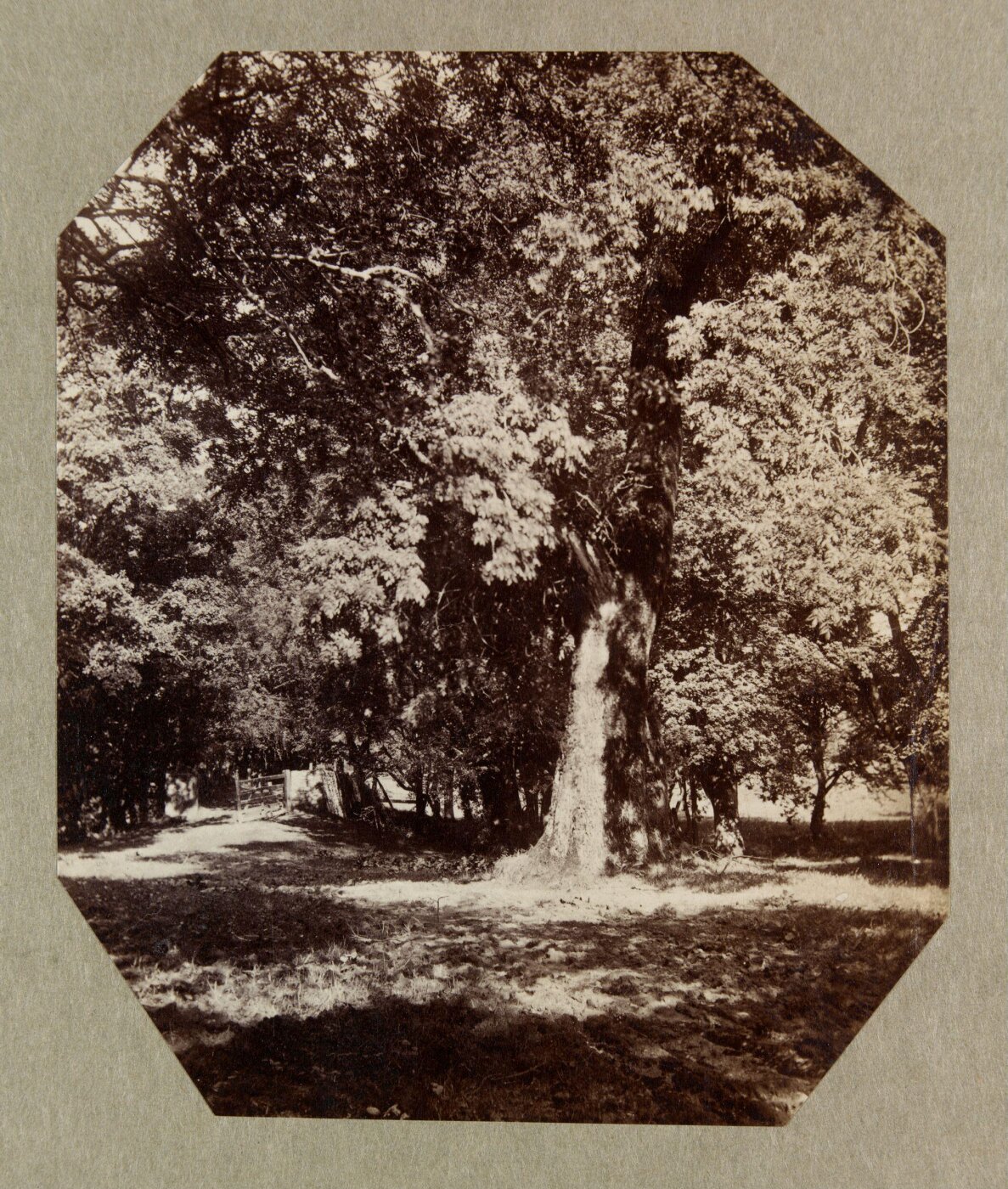 Clementina, Lady Hawarden, Photograph