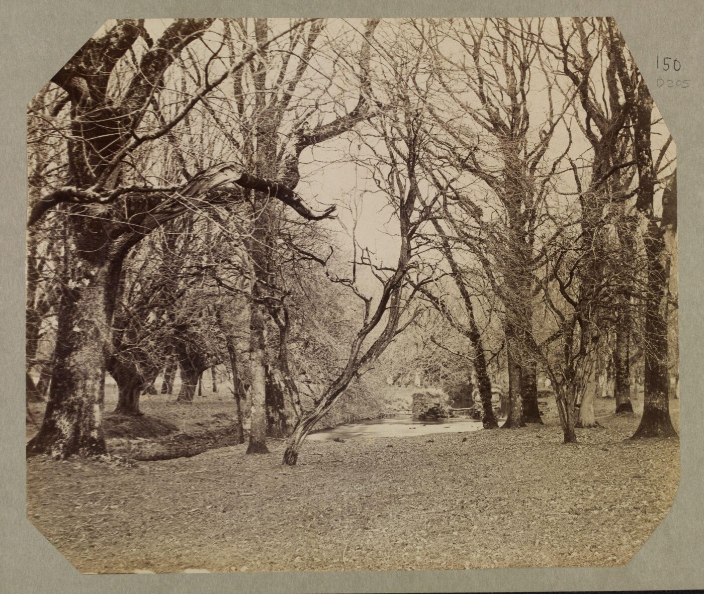 Clementina, Lady Hawarden, Photograph