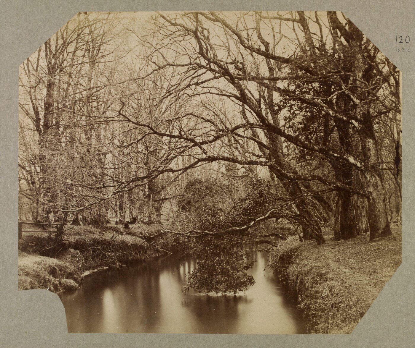 Clementina, Lady Hawarden, Photograph