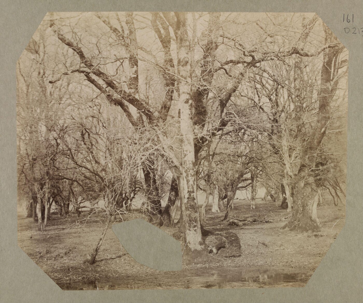 Clementina, Lady Hawarden, Photograph