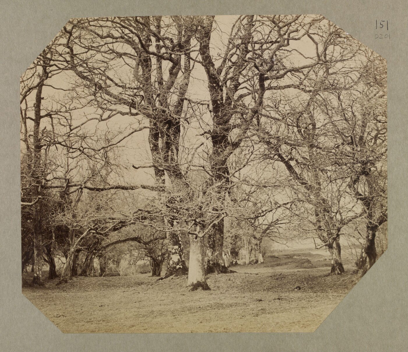 Clementina, Lady Hawarden, Photograph