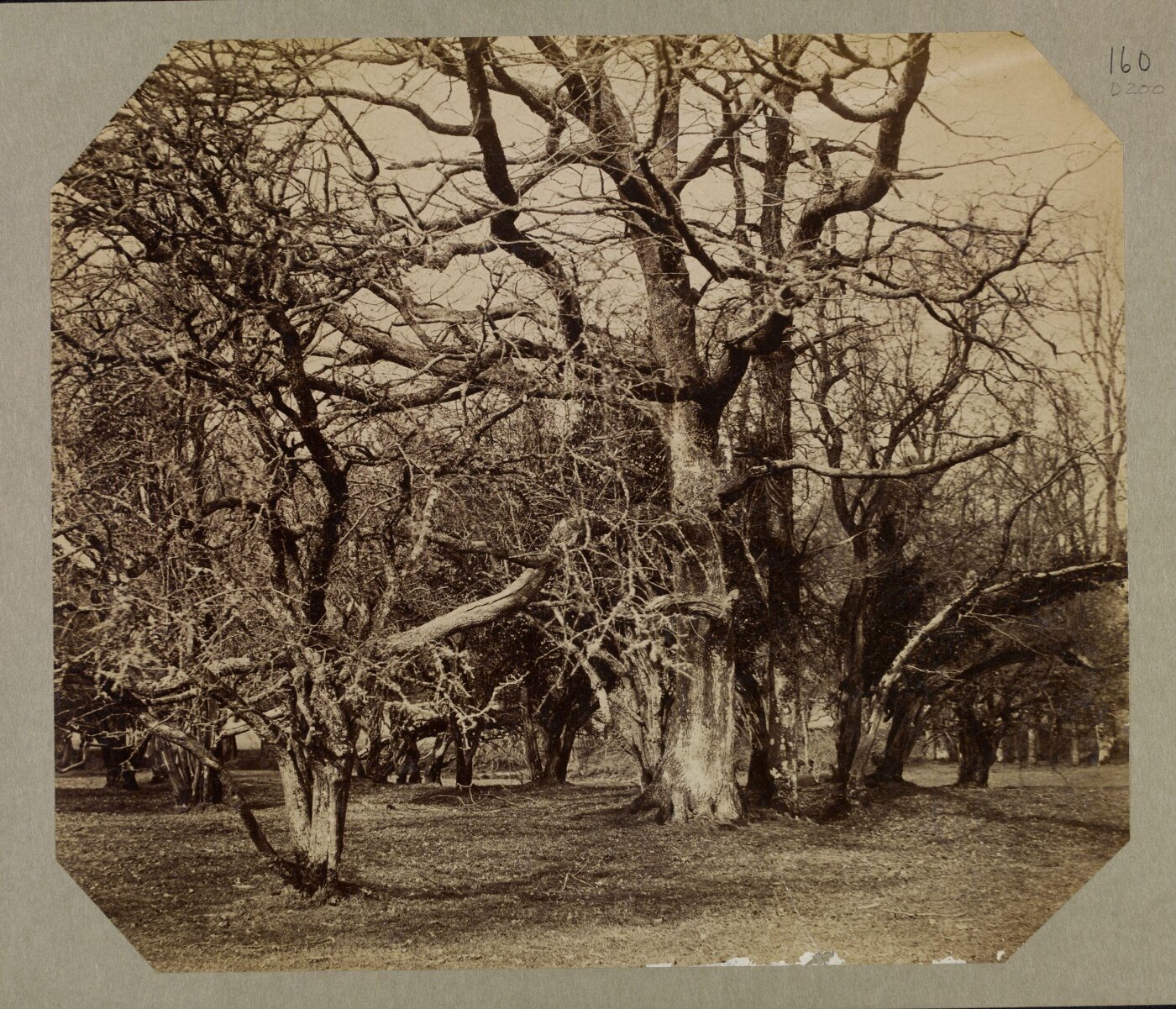 Clementina, Lady Hawarden, Photograph